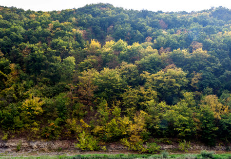many trees on steep rocky bank of Dnister river, National Nature Park Dnister Canyon, Ternopil region of Western Ukraineの写真素材