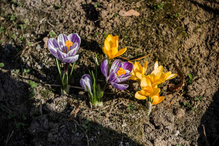 close-up of a bloosoming flowers of yellow and lilac crocuses at natureの写真素材