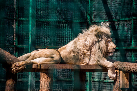 close-up of a big lion (Panthera leo) laying on cage at the zooの写真素材