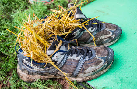 close-up view of a wet sneakers filled with hayの写真素材