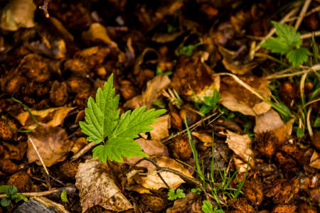close-up of a young shoots of plants among the dry shells of beech nuts and fallen leaves in the...