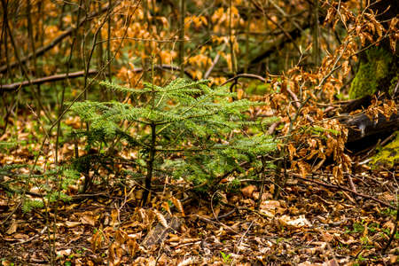 close-up of a small fir tree among dry fallen leaves in the forestの写真素材