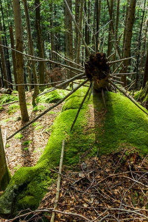 a fallen tree on the hiking trail in forest, Skole Beskids National Nature Park, Lviv region of Ukraineの写真素材