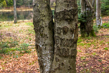 close-up of a names carved into a tree trunk as an example of vandalism. Text translated as 'Ann was...