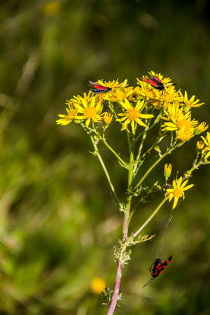 close-up of some red bugs on yellow flowers of elegant groundsel (packera indecora)の写真素材