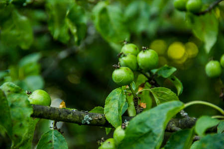 close-up of a green unripe fruits of an apple tree on a tree branchの写真素材