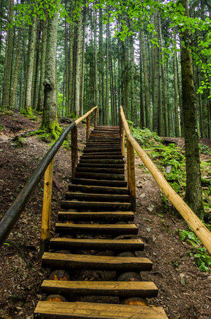 wooden ladders in spruce forest in Ukrainian Carpathian, Skole Beskids National Nature Park, Lviv...