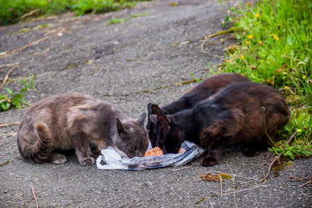 three hungry homeless stray cats eat dry food on the old roadの写真素材