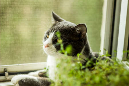 close-up of a big grey cat with yellow eyes sitting on the windowsillの写真素材