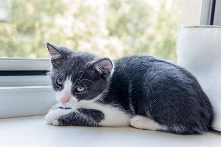 close-up of a cute grey male kitty sitting on windowsillの写真素材