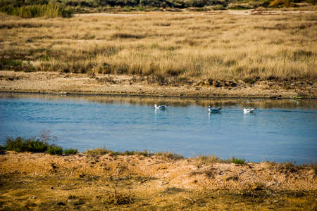a seagulls on the shallow salty lagoon near the sea on the Arabat Spit on the Sea of...