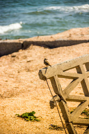 lark bird (alauda) sitting on damage concrete fence on the wild sea beachの写真素材