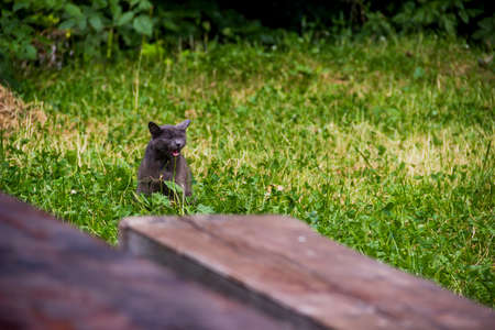 close-up of a grey stray cat on the grassの写真素材