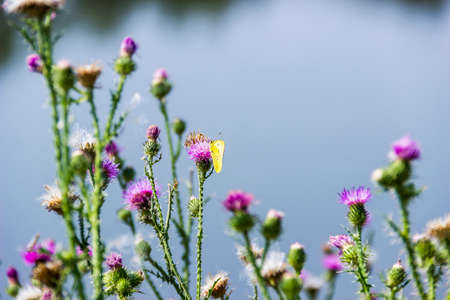 close-up of a yellow butterfy on a curled thistle (carduus crispus) flowering plant in the meadowの写真素材
