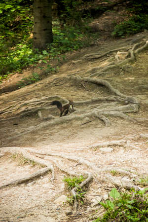 a red squirell (sciurus vulgaris) on the big spruce roots in the forestの写真素材