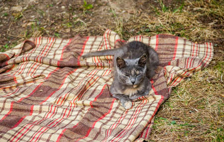a grey stray cat sitting on checkered plaid on the grassの写真素材