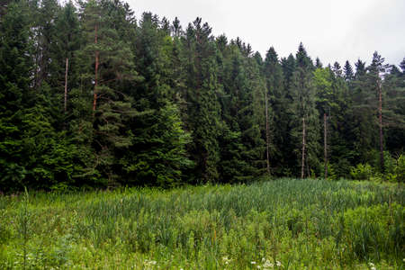 tall spruce trees on the edge of the forest in the Ukrainian Carpathians
