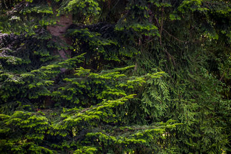 close-up of a green spruce paws natural background