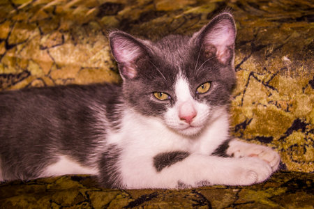 close-up of a cute small grey and white kitty portrait