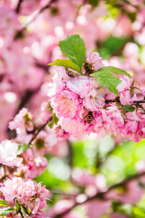 close-up of a beautifull blossoming pink flowersの写真素材