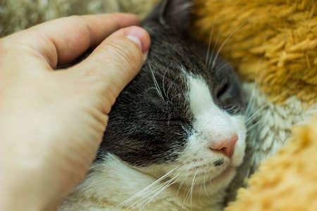 close-up of a grey and white big cat portrait and human hand