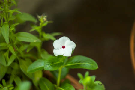 close-up of a beautifull blossoming white flowersの写真素材