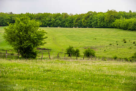 agricultural landscape of green field and meadow in Ukrainian villageの写真素材