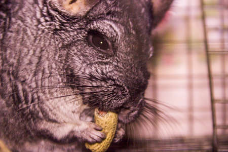 close-up of a grey chinchilla eat the peanut in cageの写真素材