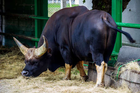 african forest buffalo (syncerus caffer nanus) in the zooの写真素材
