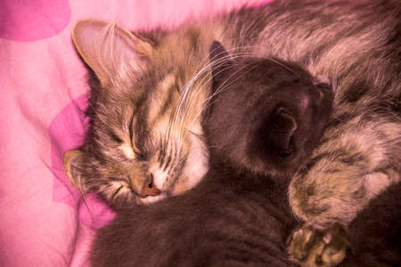 close-up of a small cute grey kitten sleeping with her mother cat