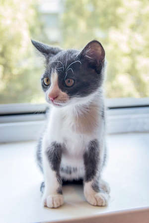 close-up of a cute grey male kitty sitting on windowsillの写真素材