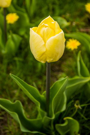 close-up of a blossoming yellow tulips in the meadow