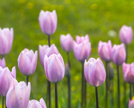 close-up of a violet tulips in the meadowの写真素材