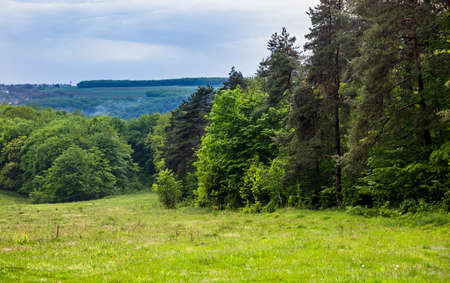 some pine trees on the edge of the deciduous forest