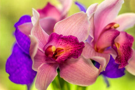 close-up of a blossoming heads of pink and blue orchids flowers (ophalaenopsis)