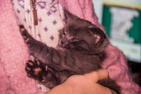 close-up of a cute one month aged grey kitten cat in human handの写真素材