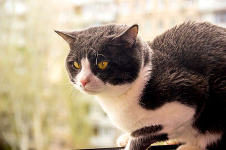 close-up of a big grey and white cat with yellow eyes sitting on the windowsill