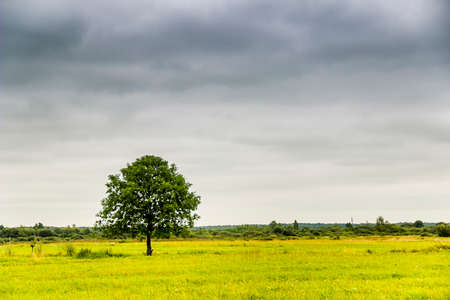 a lonely tree on a wide green meadow of green grassの写真素材