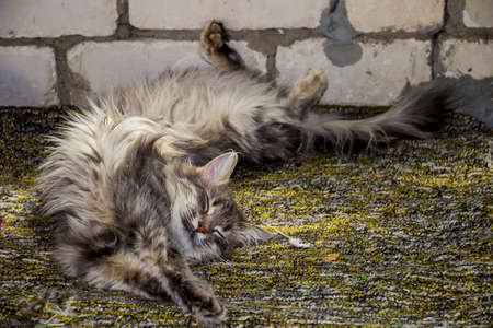 close-up of a grey cat sleeping near the brick wallの写真素材