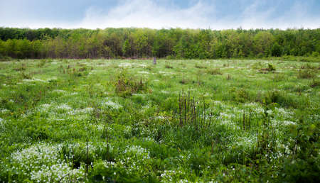 a big wide meadow of green grassの写真素材