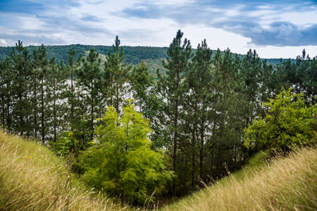 some pines on the Dnister riverbank, National Nature Park Podilski tovtry, Khmelnytsky region of...