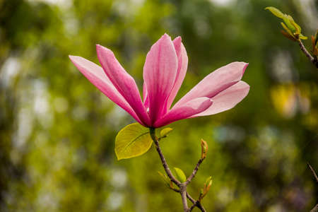 close-up of a big flower of blossoming purple magnolia (Magnolia liliiflora)の写真素材
