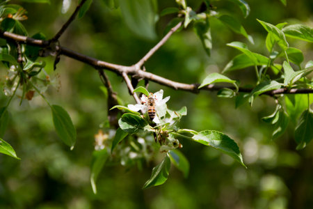 close-up of bee sitting on blossoming white flower of apple treeの写真素材