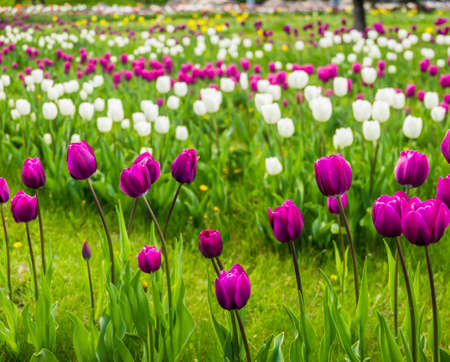 a rows of white and purple tulips in the meadowの写真素材