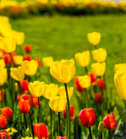 close-up of a blossoming red and yellow tulips in the meadowの写真素材