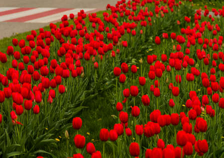 a rows of red tulips near the roadの写真素材
