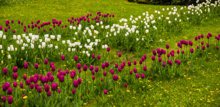 a rows of white and purple tulips in the meadowの写真素材