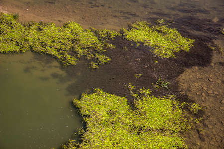 close-up of a many water plants in the riverの写真素材