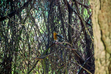close-up of a European Robin (erithacus rubecula) on the tree in the forest