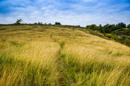 panoramic view of a big wide meadow of green grassの写真素材